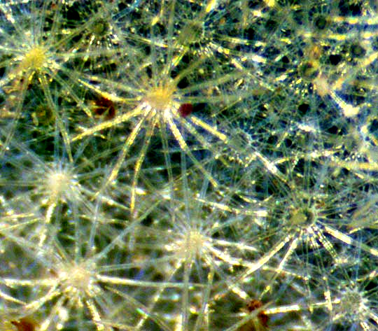 stellate hairs on bottom of leaf of Silverleaf Nightshade, SOLANUM ELAEAGNIFOLIUM