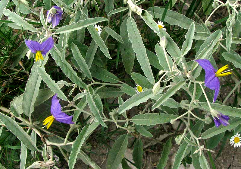 Silverleaf Nightshade, SOLANUM ELAEAGNIFOLIUM