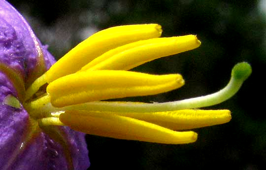 Silverleaf Nightshade, SOLANUM ELAEAGNIFOLIUM, anthers