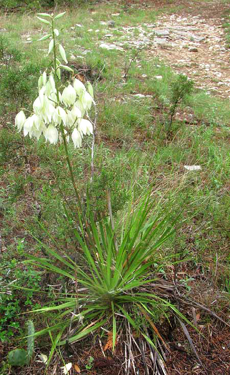 Arkansas Yucca, YUCCA ARKANSANA