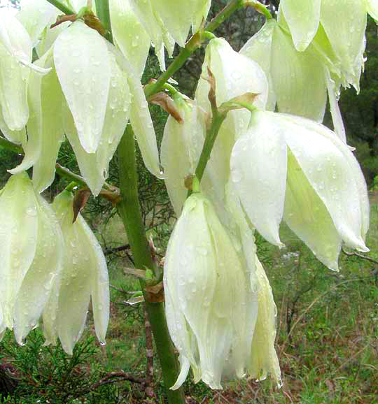 Arkansas Yucca, YUCCA ARKANSANA, flowers