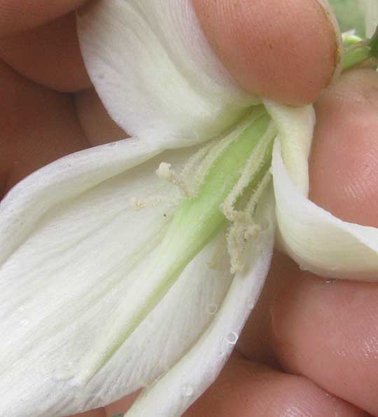 Arkansas Yucca, YUCCA ARKANSANA, flower section showing pistil & stamens