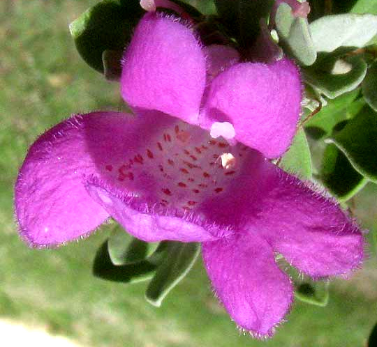 Cenizo, LEUCOPHYLLUM FRUTESCENS, flower close-up