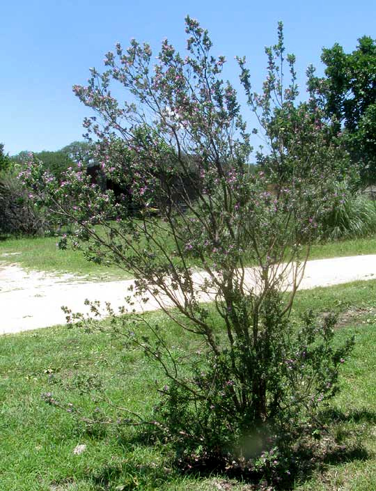 Cenizo, LEUCOPHYLLUM FRUTESCENS, bush with flowers