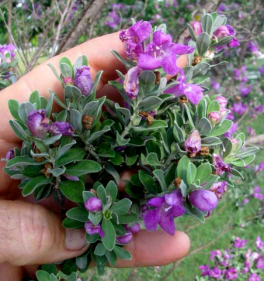 Cenizo, LEUCOPHYLLUM FRUTESCENS, flowers and leaves