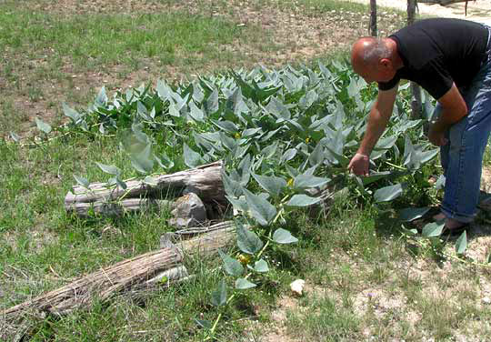 Stinking Gourd, CUCURBITA FOETIDISSIMA