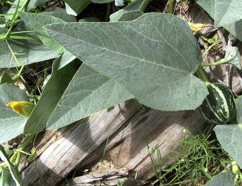 Stinking Gourd, CUCURBITA FOETIDISSIMA, leaf and fruit