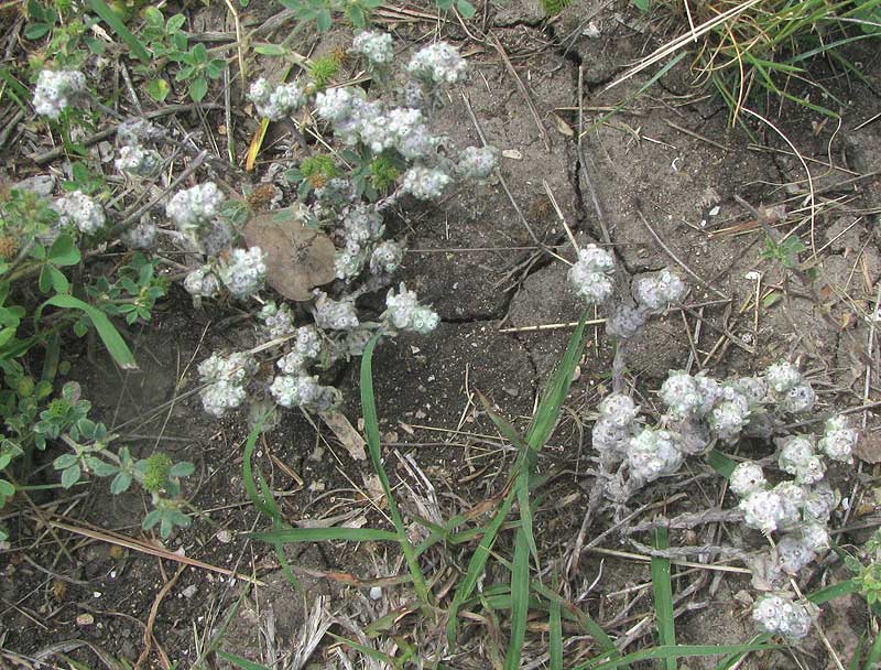 Spring Pygmycudweed, DIAPERIA VERNA