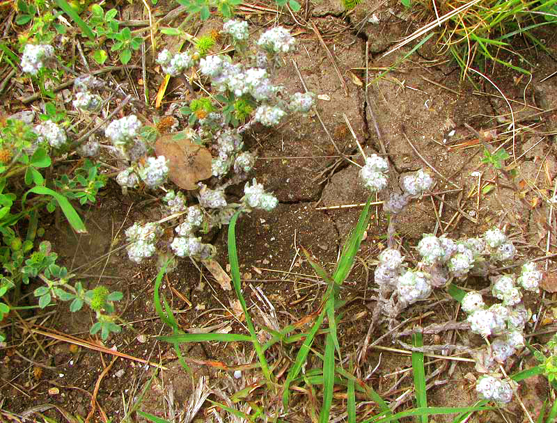 Spring Pygmycudweed, DIAPERIA VERNA