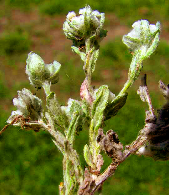 Spring Pygmycudweed, DIAPERIA VERNA, growth form