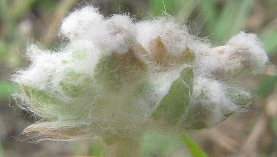 Spring Pygmycudweed, DIAPERIA VERNA, close-up of side view of head