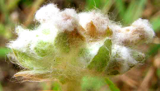 Spring Pygmycudweed, DIAPERIA VERNA, close-up of side view of head