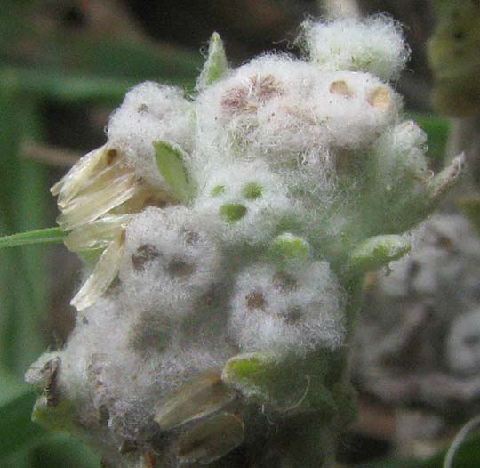 Spring Pygmycudweed, DIAPERIA VERNA, close-up of head