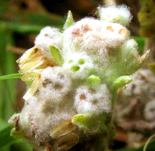 Spring Pygmycudweed, DIAPERIA VERNA, close-up of head