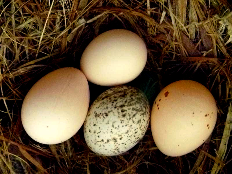 Brown-headed Cowbird egg in nest of Eastern Phoebe