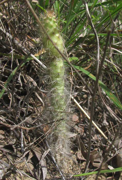 Pricklypear seedling