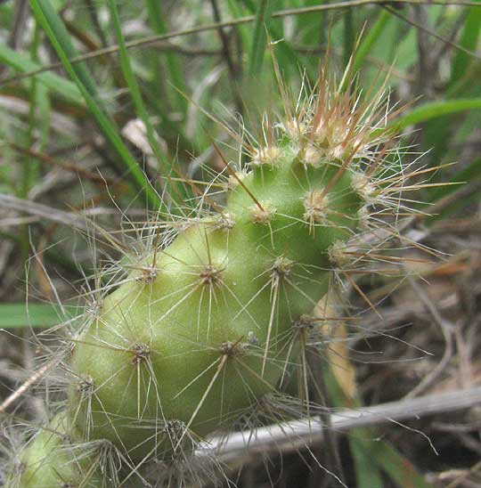 PRICKLYPEAR CACTUS SEEDLING close-up showing spine cluster