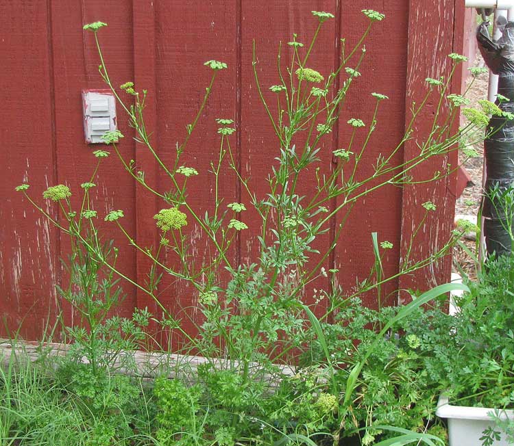 Parsley, PETROSELINUM CRISPUM, flowering