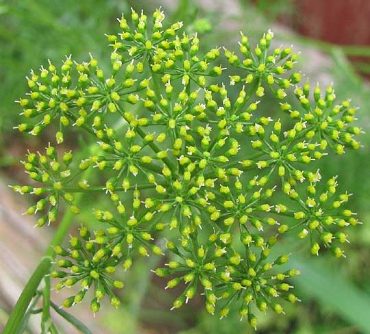 Parsley, PETROSELINUM CRISPUM, umbel of flowers