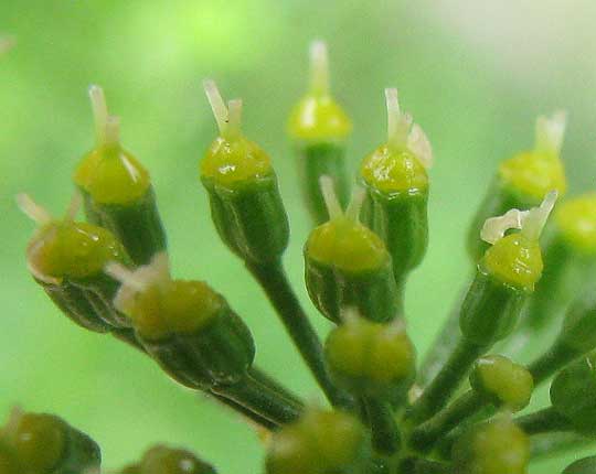 Parsley, PETROSELINUM CRISPUM, flowers showing styles and stylopodia