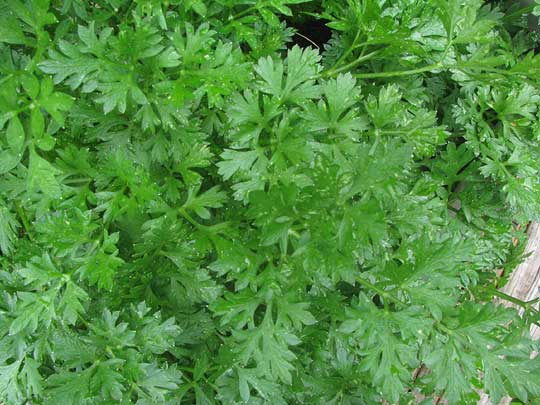 Parsley, PETROSELINUM CRISPUM, leaves