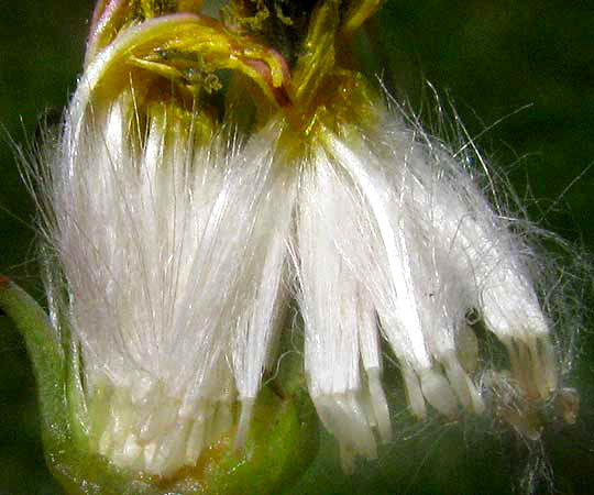 Texas Dandelion or Smallflower Desert-chicory, PYRRHOPAPPUS PAUCIFLORUS, open flower head showing pappus and necked cypseleae