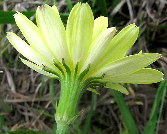 Texas Dandelion or Smallflower Desert-chicory, PYRRHOPAPPUS PAUCIFLORUS, phyllaries