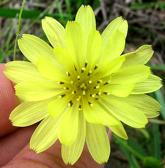 Texas Dandelion or Smallflower Desert-chicory, PYRRHOPAPPUS PAUCIFLORUS, flower head from above