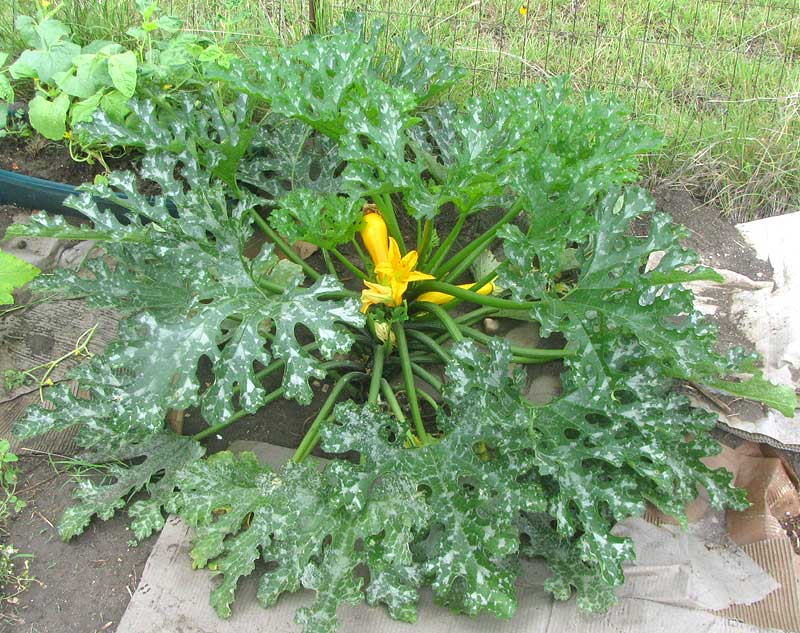 Yellow or Golden Zucchinni, CUCURBITA PEPO