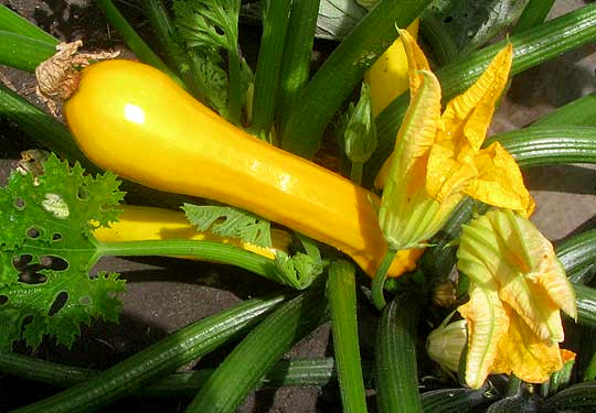 Yellow or Golden Zucchinni, CUCURBITA PEPO, fruit