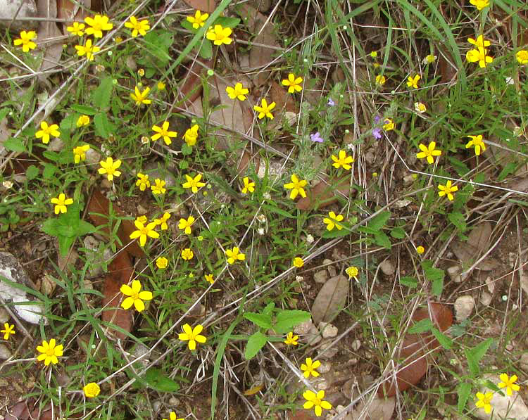 Fineleaf Fournerved Daisy, TETRANEURIS LINEARIFOLIA