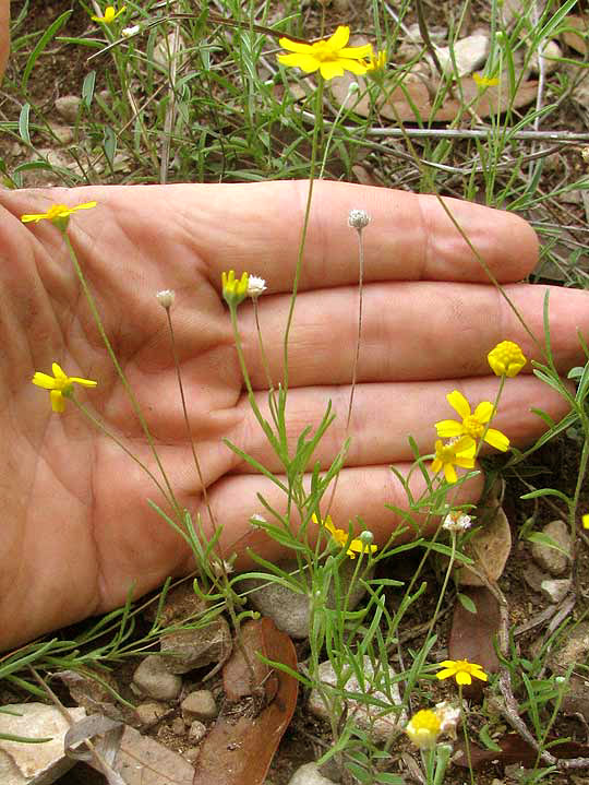 Fineleaf Fournerved Daisy, TETRANEURIS LINEARIFOLIA