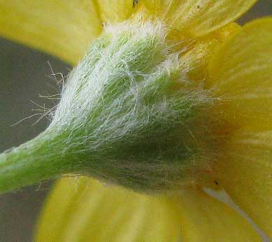 Fineleaf Fournerved Daisy, TETRANEURIS LINEARIFOLIA, hairy phyllaries