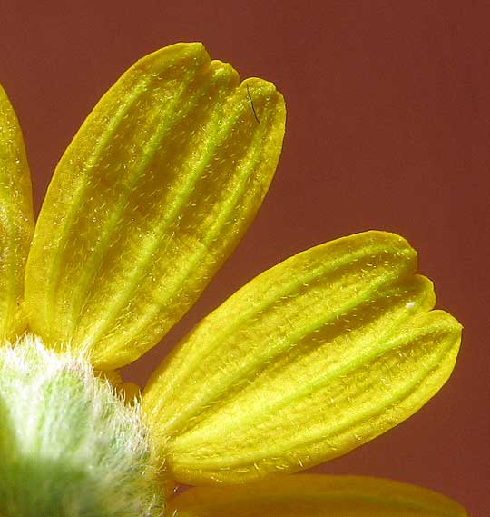 Fineleaf Fournerved Daisy, TETRANEURIS LINEARIFOLIA, nerves on ray flower ligules