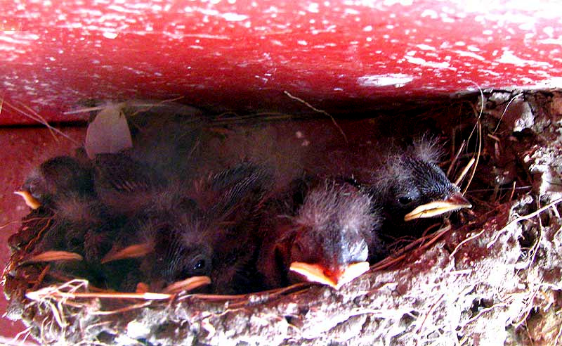 Barn Swallow, Hirundo rustica, nestlings