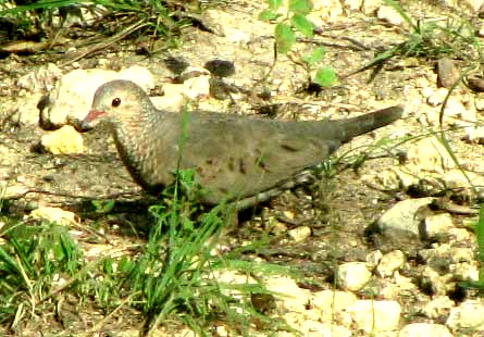 Common Ground Dove, COLUMBINA PASSERINA