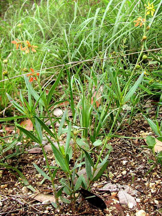 Narrow-leaf Goldshower, GALPHIMIA ANGUSTIFOLIA