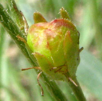 Narrow-leaf Goldshower, GALPHIMIA ANGUSTIFOLIA, fruit