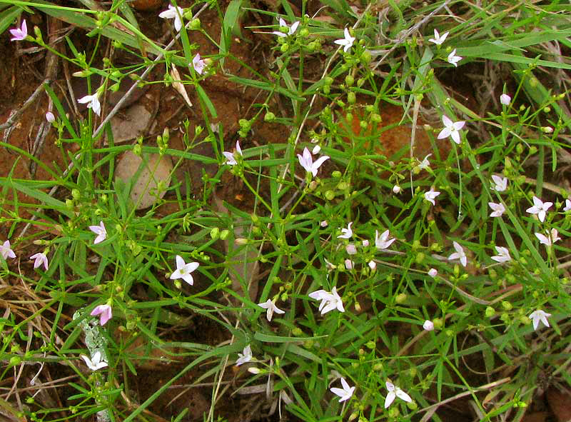 Prairie Bluets, STENARIA NIGRICANS