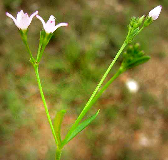 Prairie Bluets, STENARIA NIGRICANS, flowers