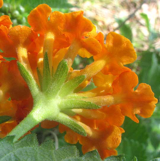 Texas Lantana, LANTANA URTICOIDES, view below flower cluster