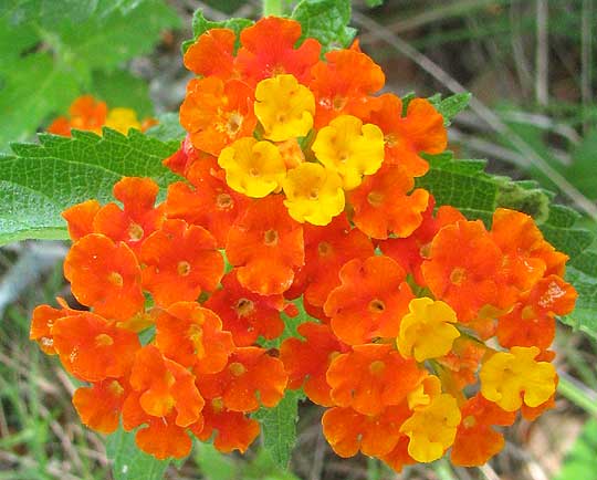 Texas Lantana, LANTANA URTICOIDES, flowers