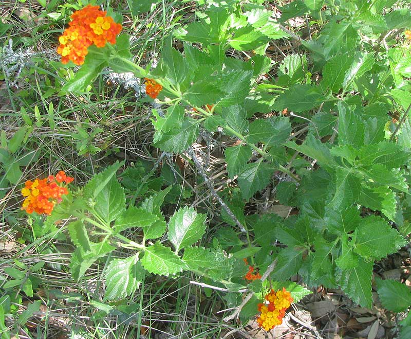 Texas Lantana, LANTANA URTICOIDES