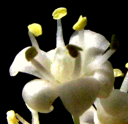 NOLINA LINDHEIMERIANA, male flower