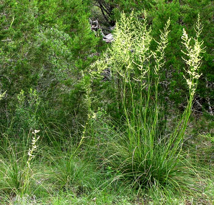 NOLINA LINDHEIMERIANA, flowering