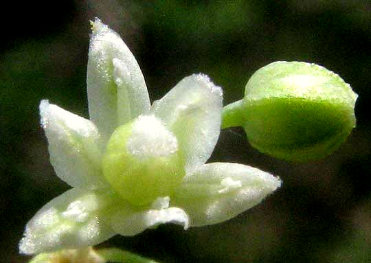 NOLINA LINDHEIMERIANA, female flower