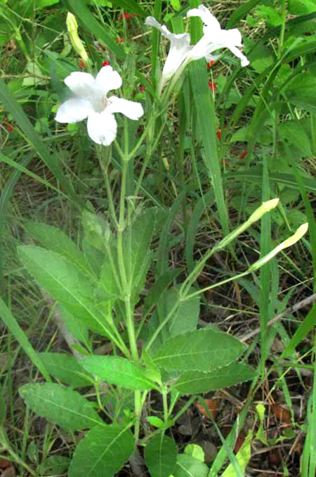 Wild White Petunia, RUELLIA METZIAE