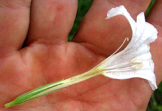 Wild White Petunia, RUELLIA METZIAE, longitudinal section of flower