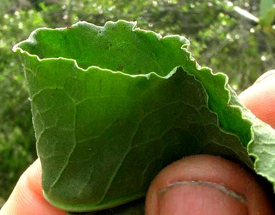 Curly Dock, RUMEX CRISPUS, curled leaf