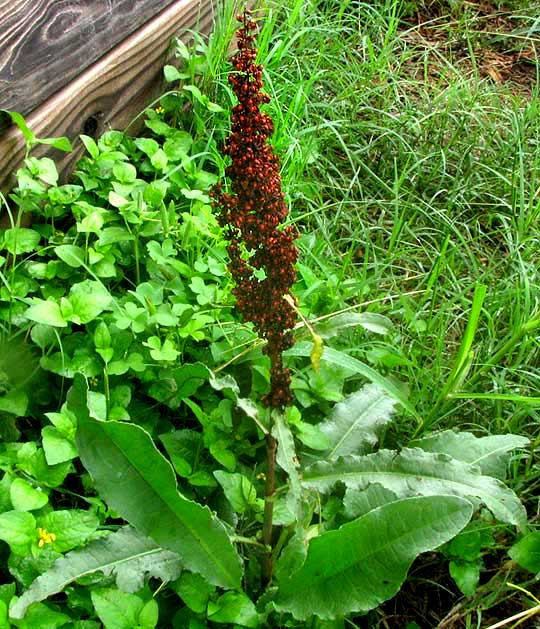 Curly Dock, RUMEX CRISPUS, with fruiting head